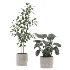 Ficus Benjamina- Monstera Plants-set027 - Thumbnail 1