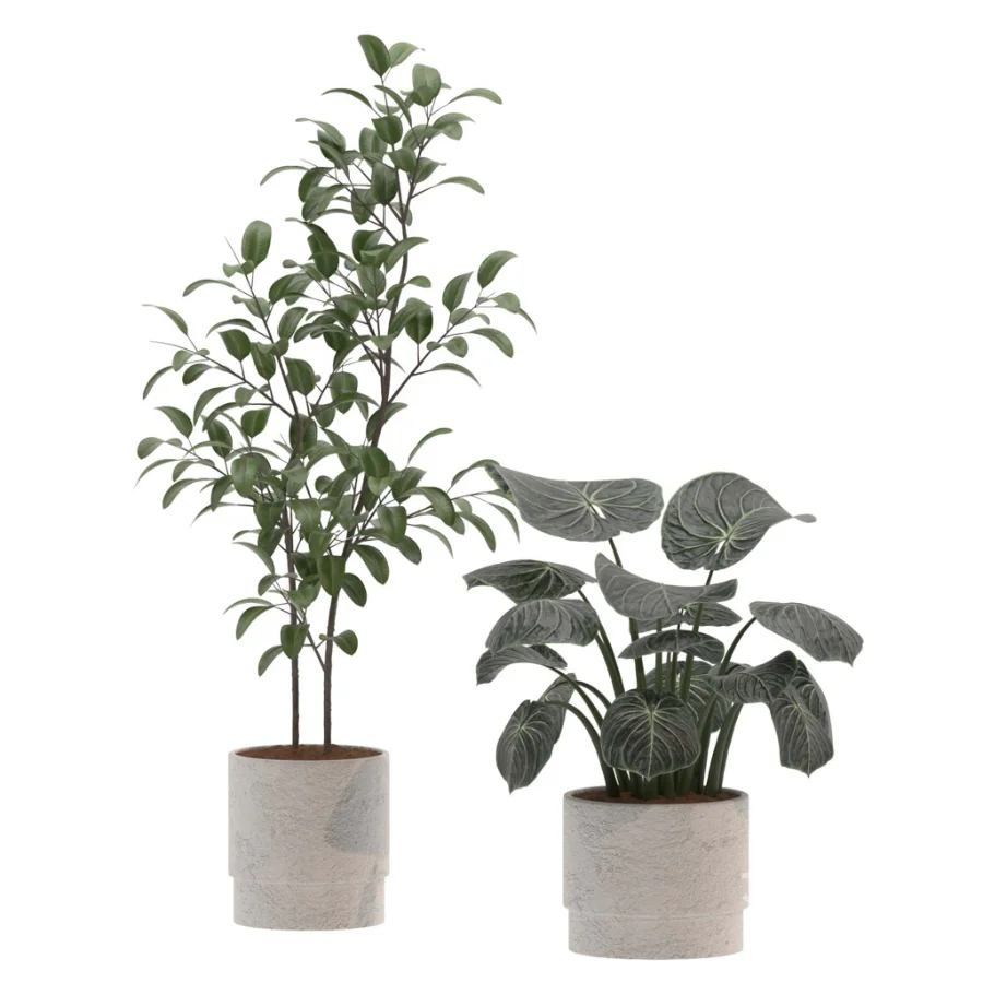 Ficus Benjamina- Monstera Plants-set027 Image 1