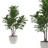 Fiddle Leaf Fig- Ficus Lyrata-set-022 - Thumbnail 3