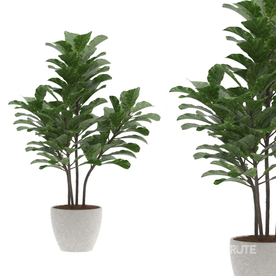 Fiddle Leaf Fig- Ficus Lyrata-set-022 Image 3