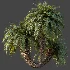 AV Plant Cycas Revoluta Palmfarn Palm Bush 01 - Thumbnail 4