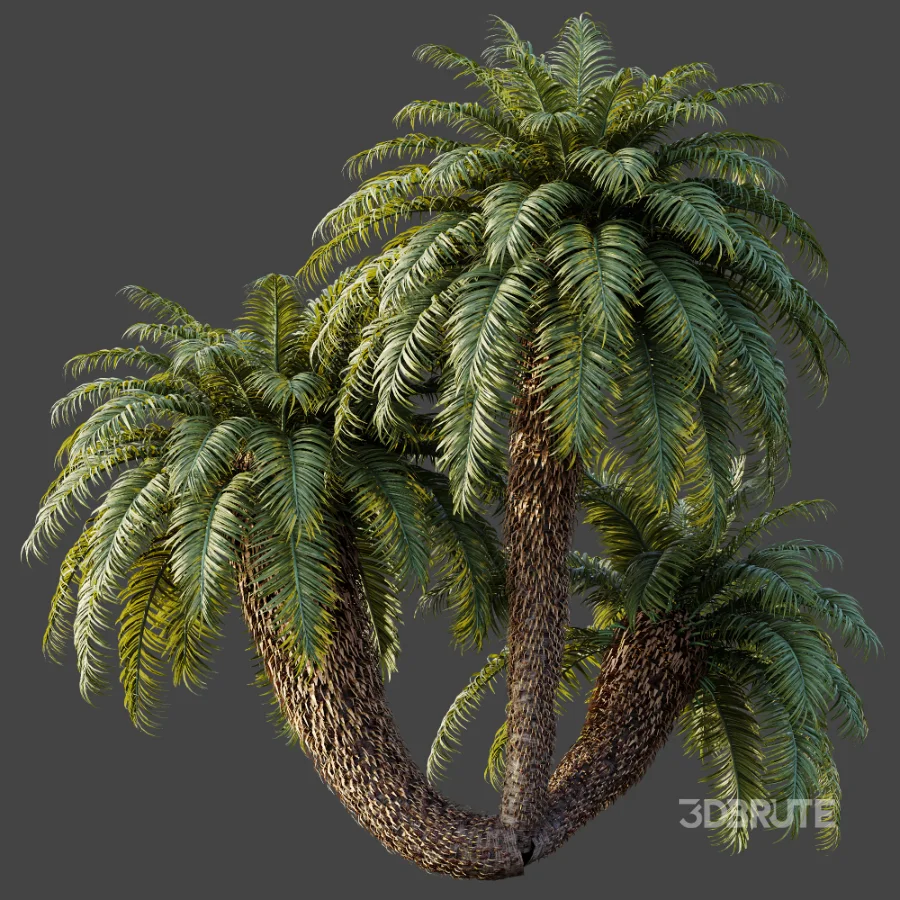 AV Plant Cycas Revoluta Palmfarn Palm Bush 01 Image 4