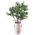 Whisper Bloom Myrtle 060 - Thumbnail 1