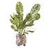Plant Set 14 - Thumbnail 4