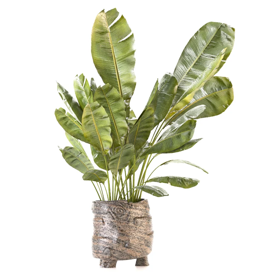Plant Set 14 Image 4