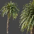 AV Plant Cycas Revoluta Palmfarn Palm Tree 01 - Thumbnail 4