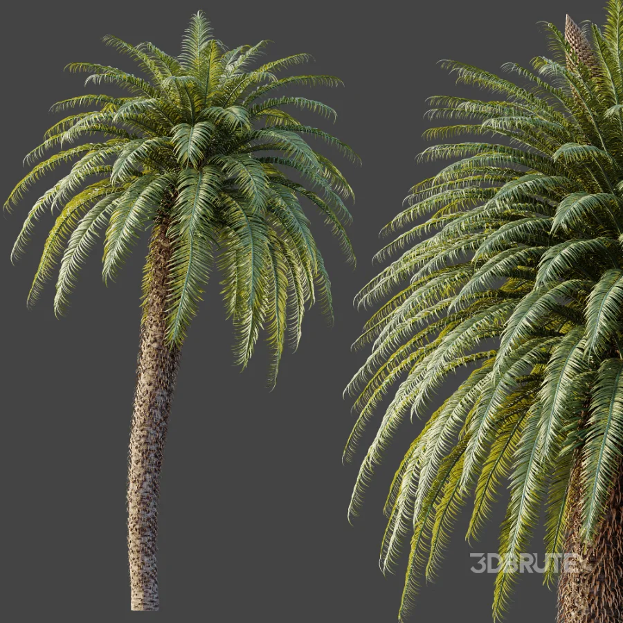 AV Plant Cycas Revoluta Palmfarn Palm Tree 01 Image 4