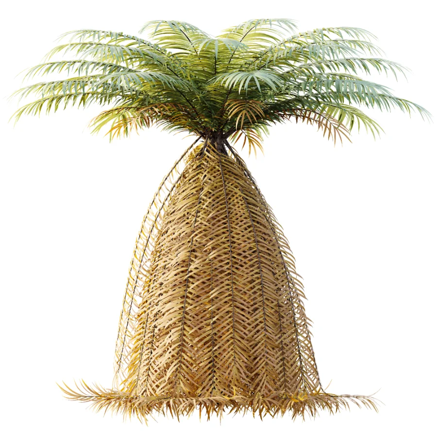 AV Plant Brainea Insignis Fern 6 Palm Tree 01 Image 2