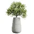 AV Indoor Plants Set 603 Chemlali Olive and Peace Lily and Olive Eucalyptus and Bird Of Paradise - Thumbnail 5