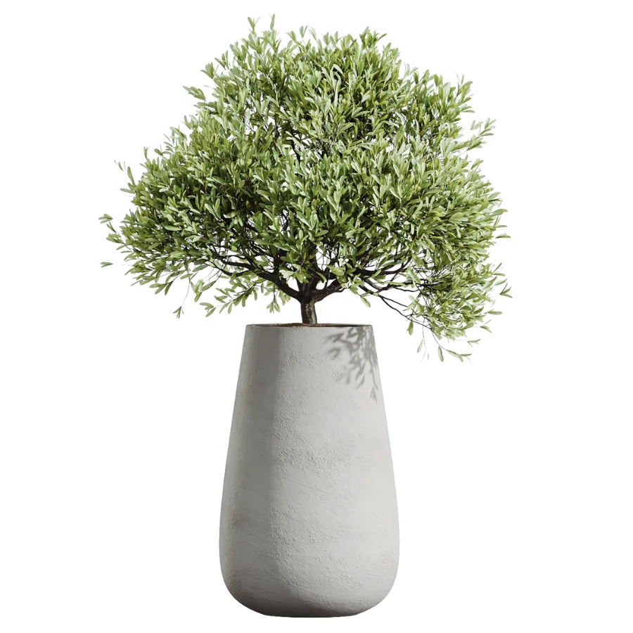 AV Indoor Plants Set 603 Chemlali Olive and Peace Lily and Olive Eucalyptus and Bird Of Paradise Image 5