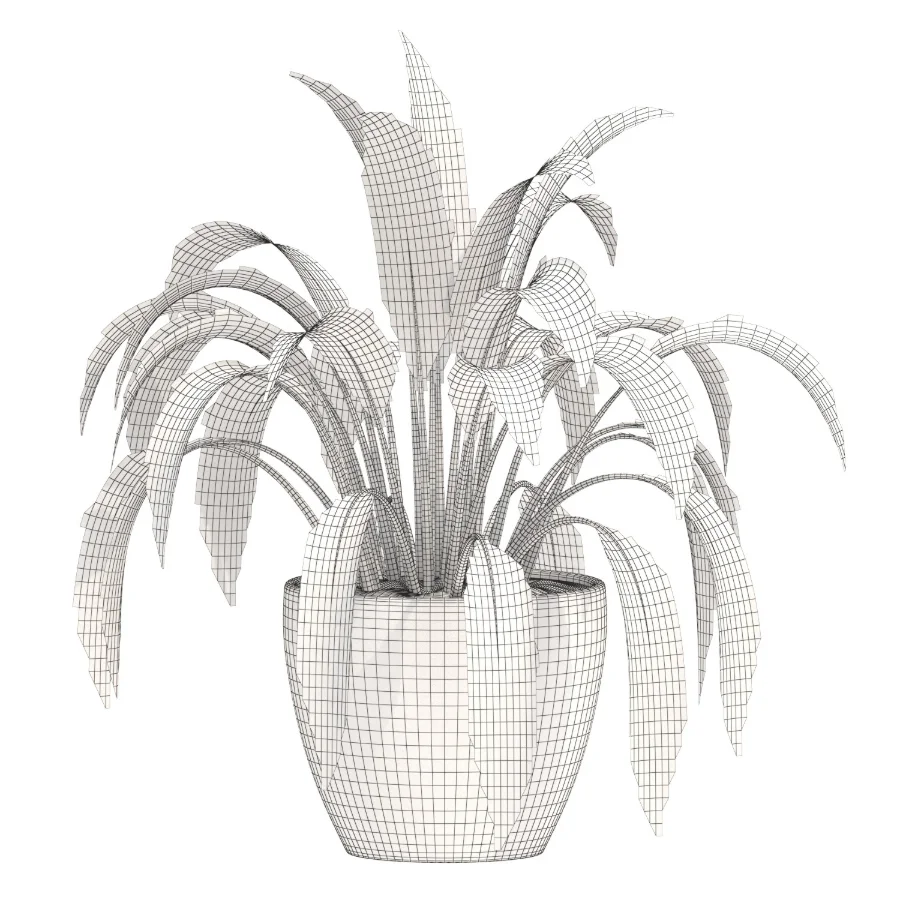 Aspidistra Elatior Potted Plant Image 3