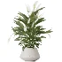 AV Indoor Plants Set 603 Chemlali Olive and Peace Lily and Olive Eucalyptus and Bird Of Paradise - Thumbnail 4