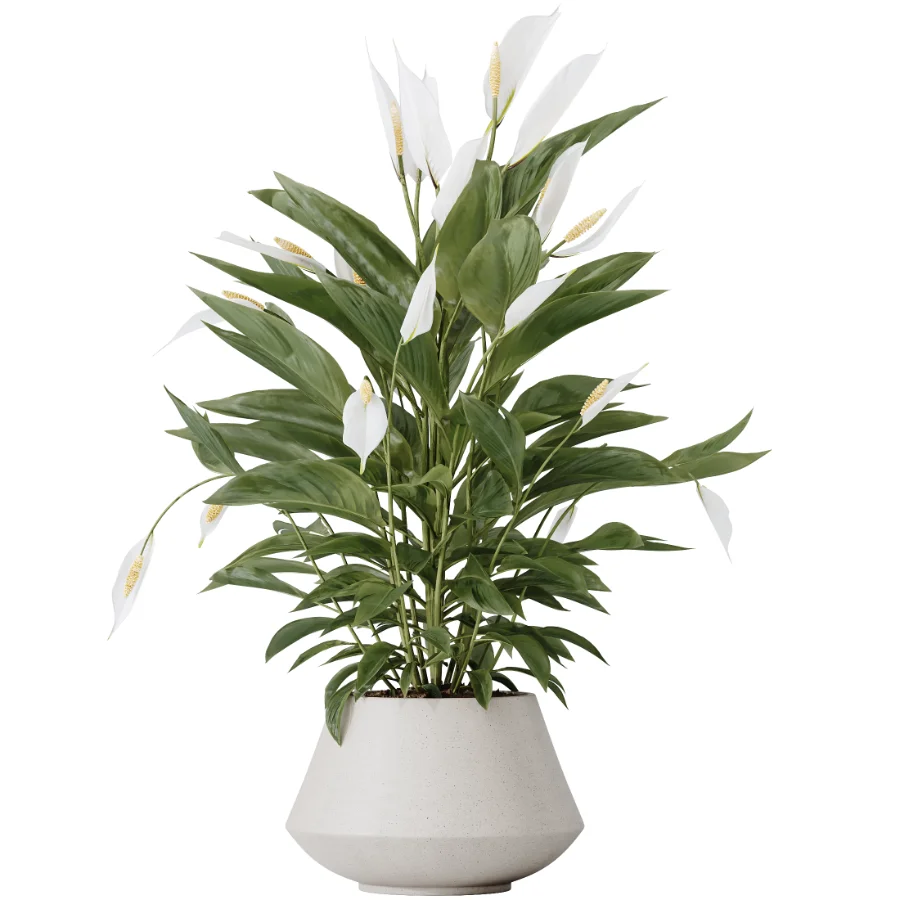 AV Indoor Plants Set 603 Chemlali Olive and Peace Lily and Olive Eucalyptus and Bird Of Paradise Image 4