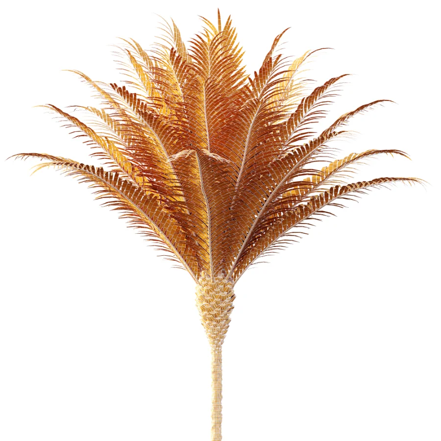 AV Plant Phoenix Canariensis Palm Tree 01 Image 9