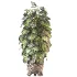 Plant Set 14 - Thumbnail 1