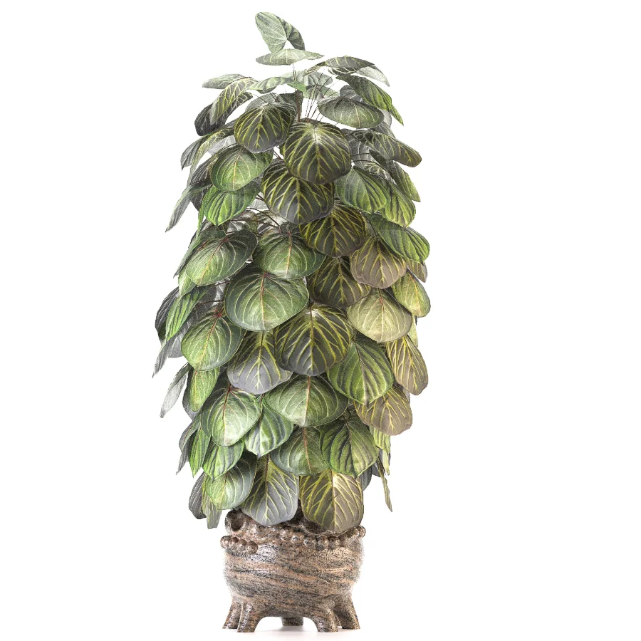 Plant Set 14 Image 1