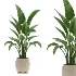 Strelitzia Nicolai Bird of Paradise-set-025 - Thumbnail 3
