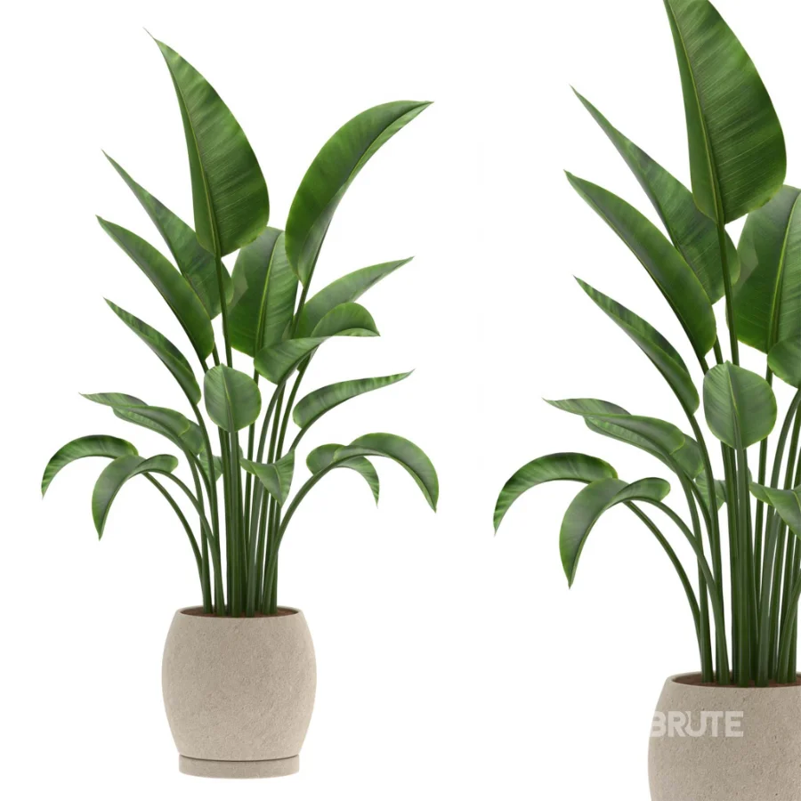 Strelitzia Nicolai Bird of Paradise-set-025 Image 3