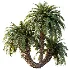 AV Plant Cycas Revoluta Palmfarn Palm Bush 01 - Thumbnail 1