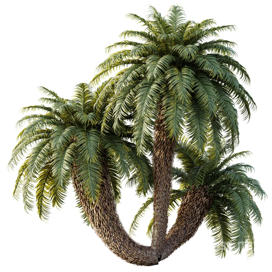 AV Plant Cycas Revoluta Palmfarn Palm Bush 01 Image 1