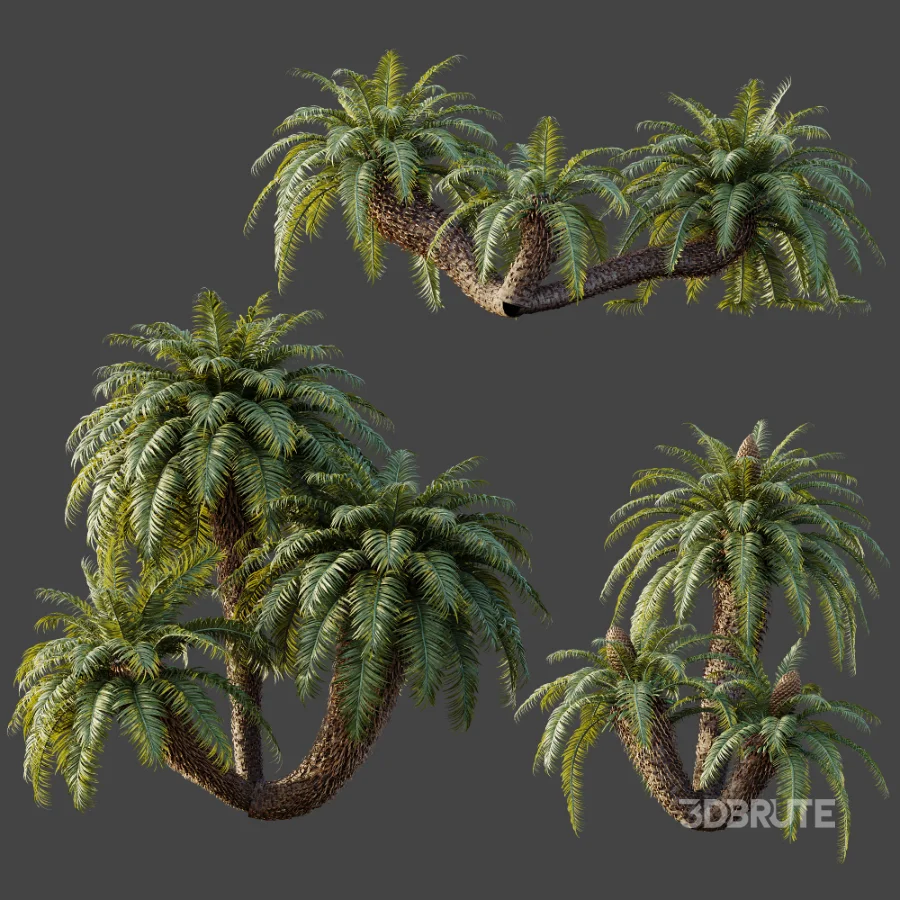 AV Plant Cycas Revoluta Palmfarn Palm Bush 01 Image 6