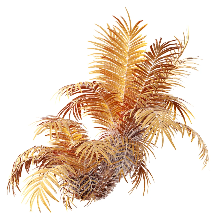 AV Plant Brainea Insignis Fern Palm Tree 02 Image 10