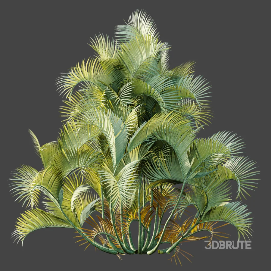 AV Plant Chrysalidocarpus Lutescens Palm Bush 01 Image 5