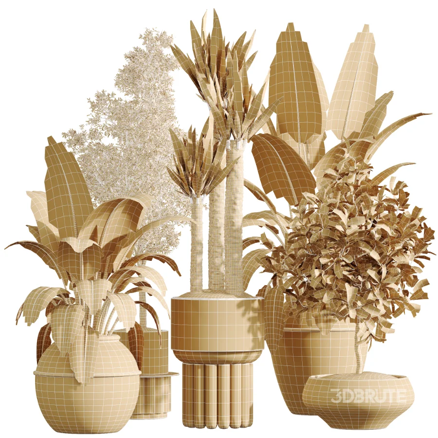 AV Indoor Plants Set 615 Yucca Elephantipes Briful Pachira Ficus Elastica Olive Image 6