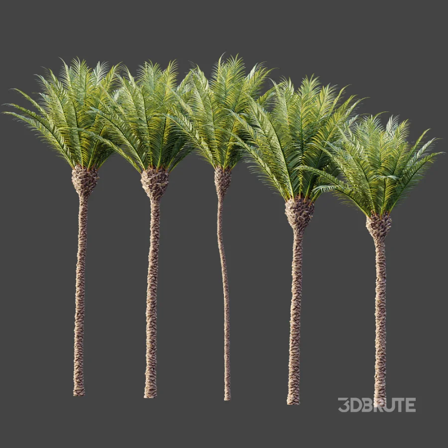 AV Plant Phoenix Canariensis Palm Tree 01 Image 8