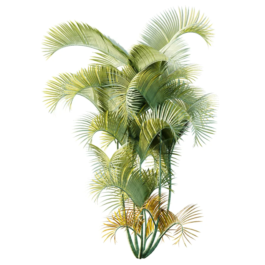AV Plant Chrysalidocarpus Lutescens Palm Bush 01 Image 3