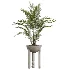 AV Indoor Plants Set 526 Aspidistra Elatior Olive Ficus Palm - Thumbnail 3