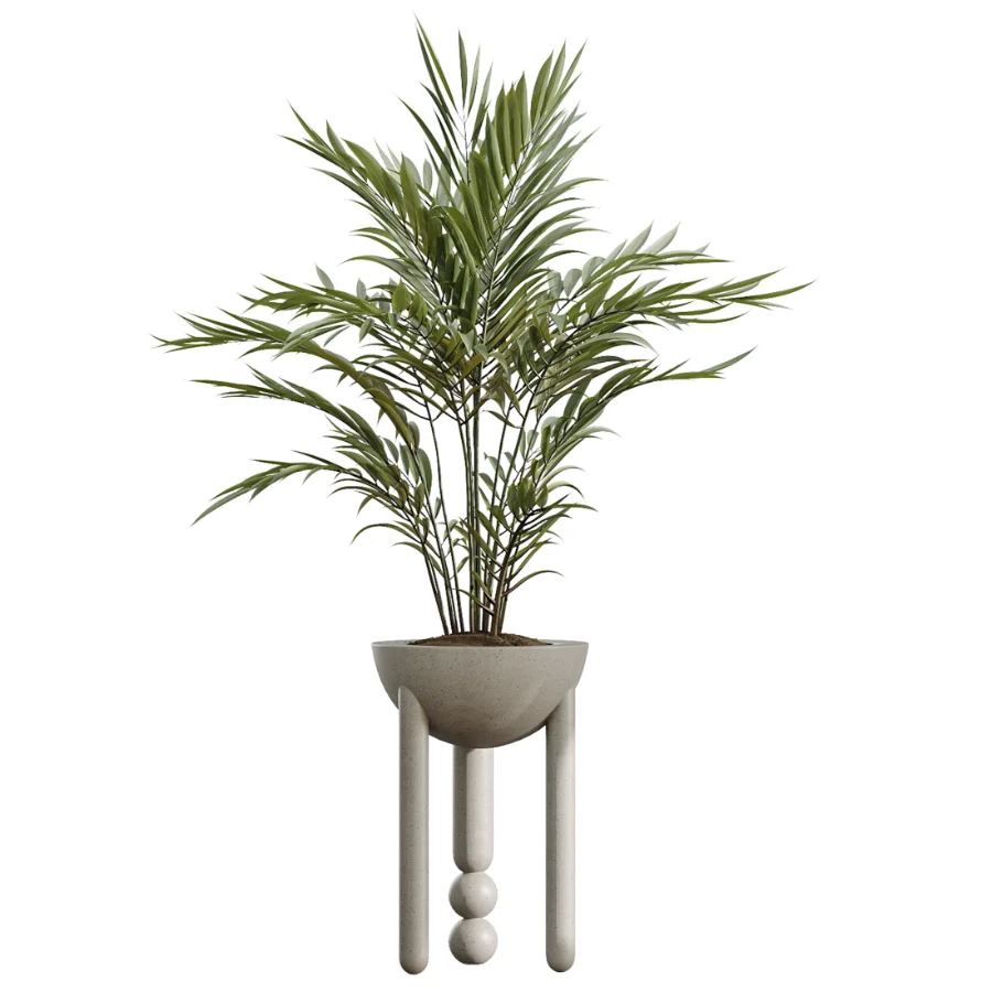 AV Indoor Plants Set 526 Aspidistra Elatior Olive Ficus Palm Image 3