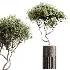 AV Indoor Plants Set 609 Ficus Cyathistipula Olive Palm Bird Of Paradise - Thumbnail 1