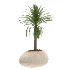 Strelitzia Yucca Olive Plant Set-021 - Thumbnail 2