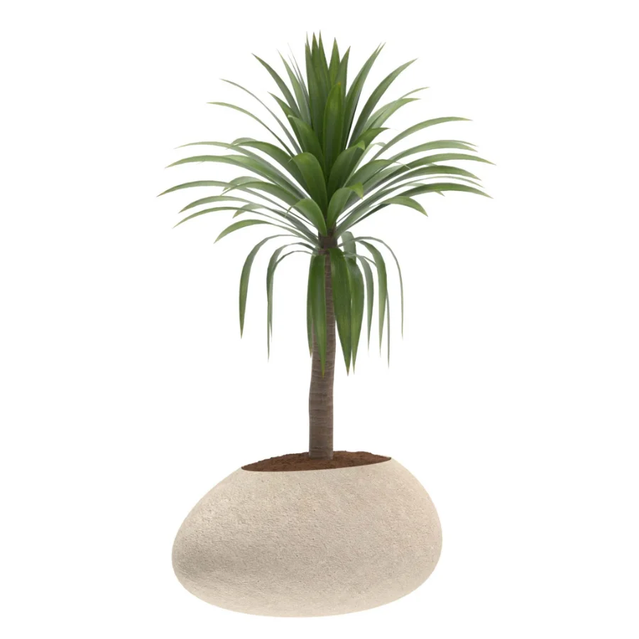 Strelitzia Yucca Olive Plant Set-021 Image 2