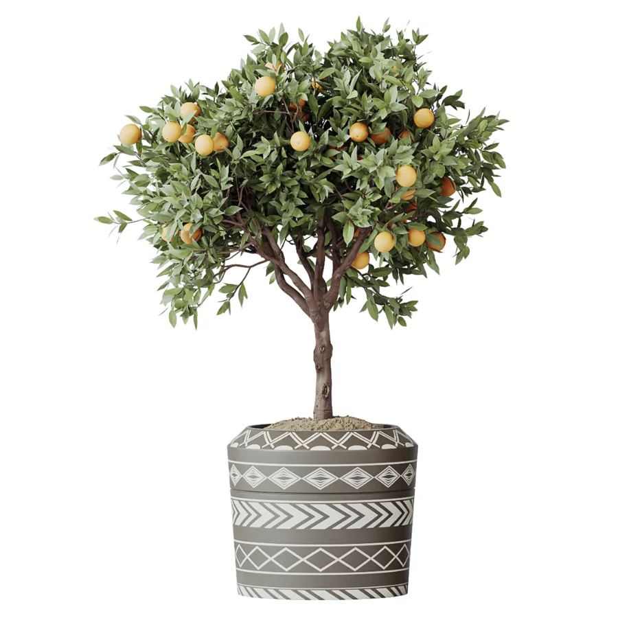 AV Indoor Plants Set 617 Orange Calamondin Tree Spineless Yucca and African Fig Ruffled Fan Palm Image 1