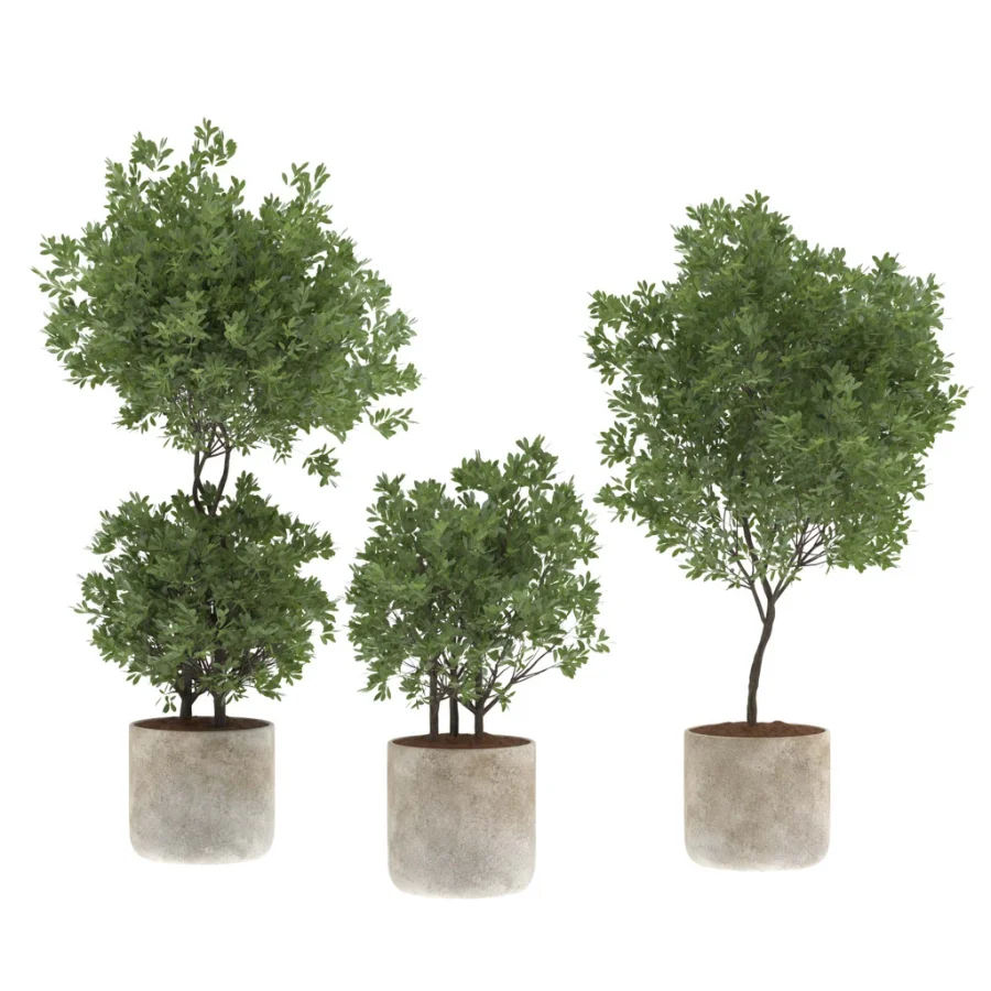 Modern Olive Trees in Concrete Pots-Set 01 Image 2