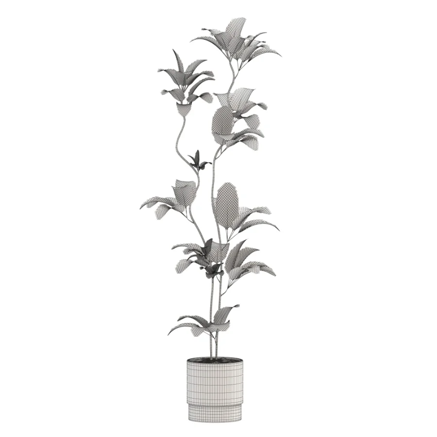 Ficus Benjamina Indoor Plant-set-031 Image 3