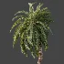 AV Plant Macrozamia Moorei Palm Tree 01 - Thumbnail 4