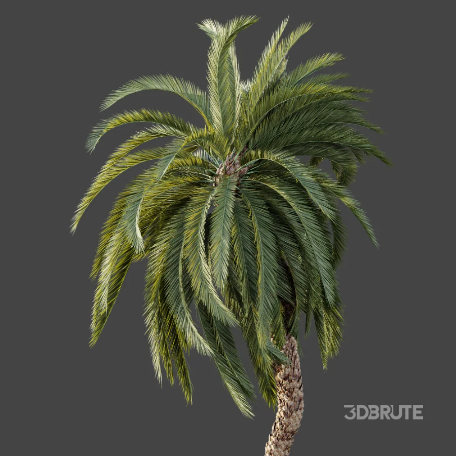 AV Plant Macrozamia Moorei Palm Tree 01 Image 4