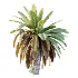AV Plant Neottopteris Nidus 6 Palm Bush 01 - Thumbnail 2