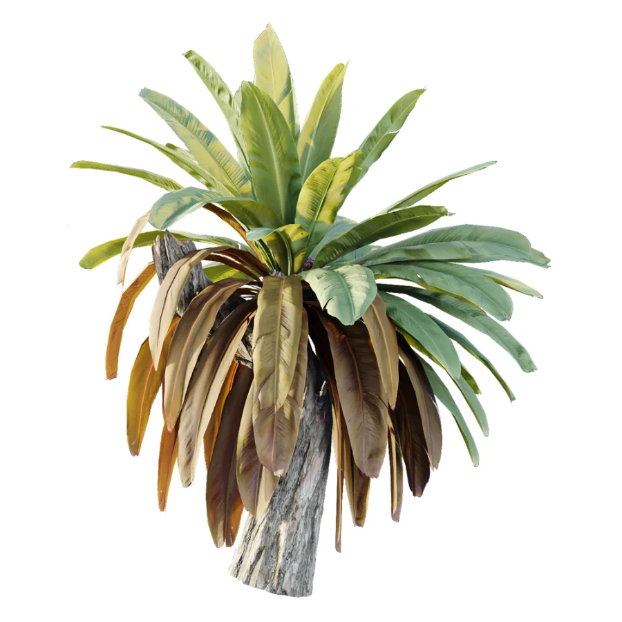 AV Plant Neottopteris Nidus 6 Palm Bush 01 Image 2