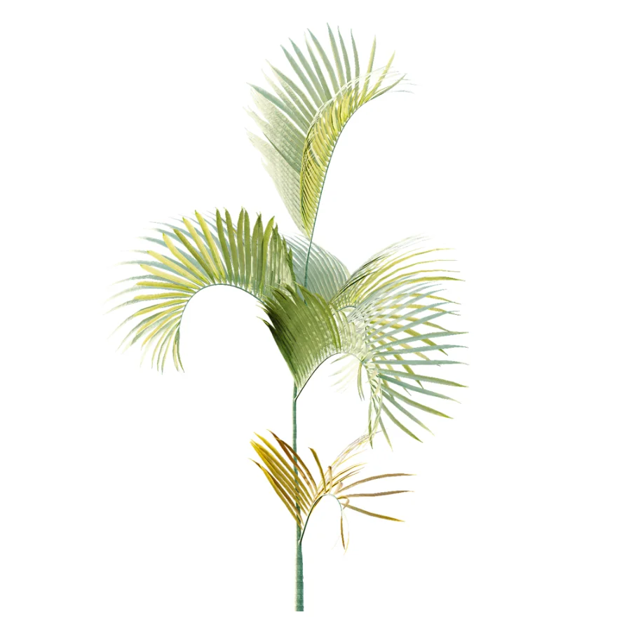 AV Plant Chrysalidocarpus Lutescens Palm Bush 02 Image 3