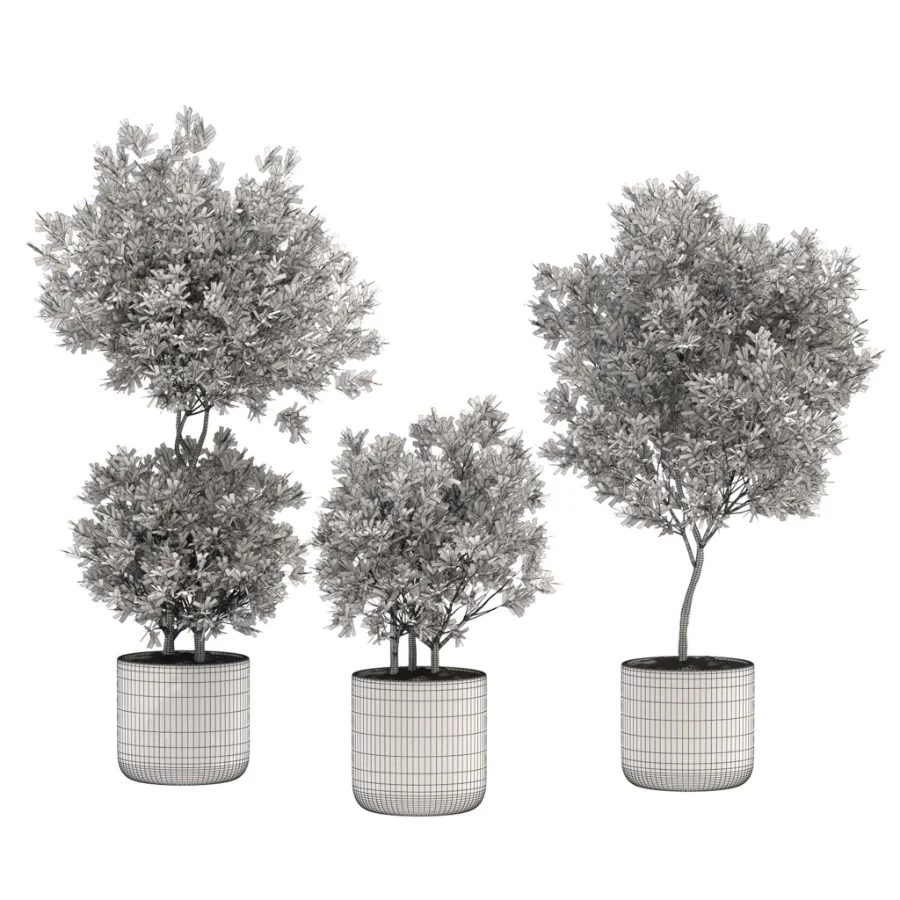 Modern Olive Trees in Concrete Pots-Set 01 Image 1
