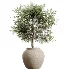 AV Indoor Plants Set 605 Ficus Binnendijkii Ficus Marginata Olive - Thumbnail 2