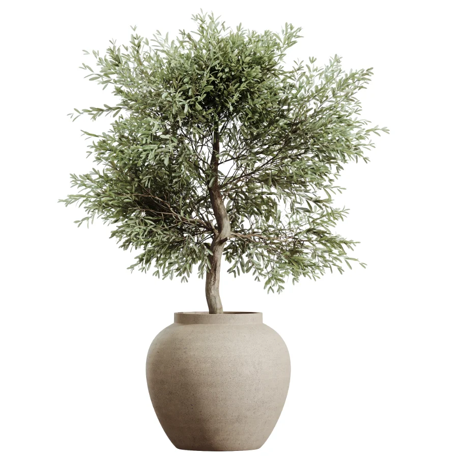 AV Indoor Plants Set 605 Ficus Binnendijkii Ficus Marginata Olive Image 2