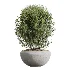 AV Indoor Plants Set 606 Bird Of Paradise Yucca Olive Schefflera Arboricola - Thumbnail 5