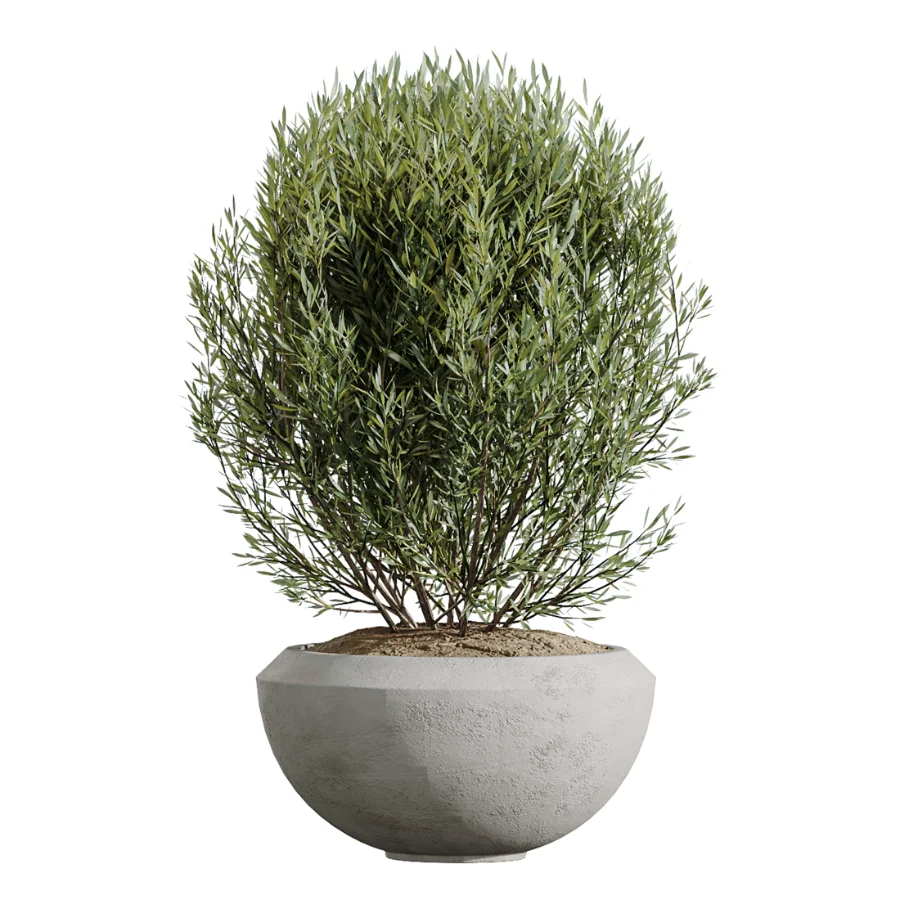 AV Indoor Plants Set 606 Bird Of Paradise Yucca Olive Schefflera Arboricola Image 5