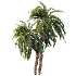 AV Plant Macrozamia Moorei Palm Tree 01 - Thumbnail 1