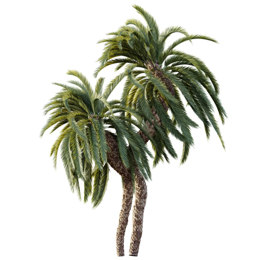 AV Plant Macrozamia Moorei Palm Tree 01 Image 1